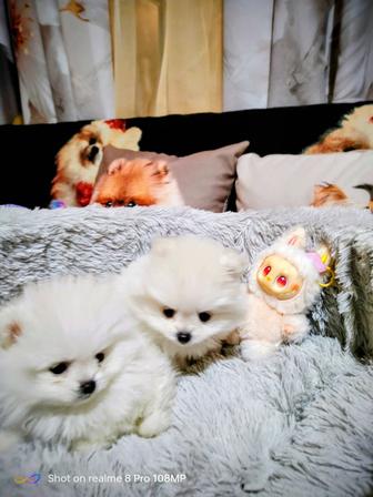 Щенки померанского шпица