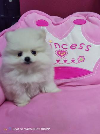 Щенок померанского шпица