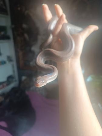 Продам колумбийского удава