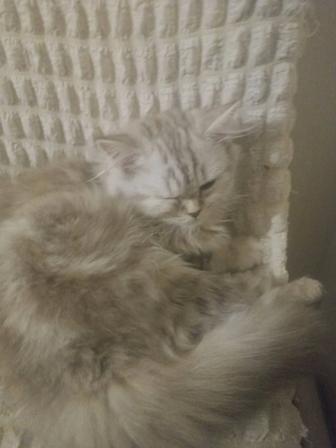 Котята Шотландцы.