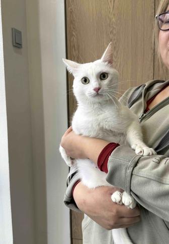 Белая кошечка в добрые руки. Стерилизована