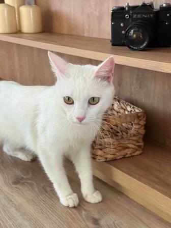 Белая кошечка в добрые руки. Стерилизована