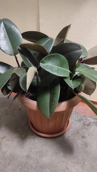 Фикус эластика