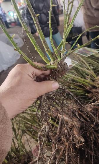 Саженцы розы