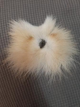 Матка волчицы.