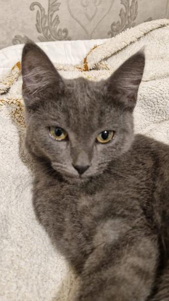 Котенок. Кошка. Девочка.