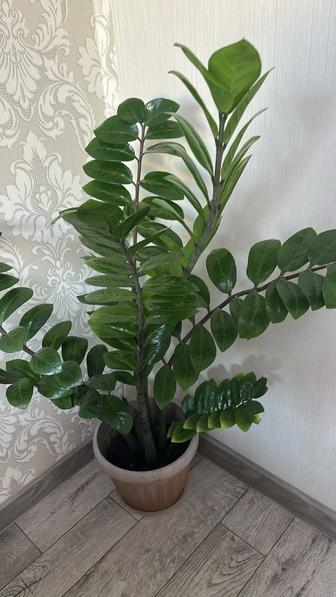 Продам долларовое дерево