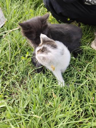 Бесплатно котята