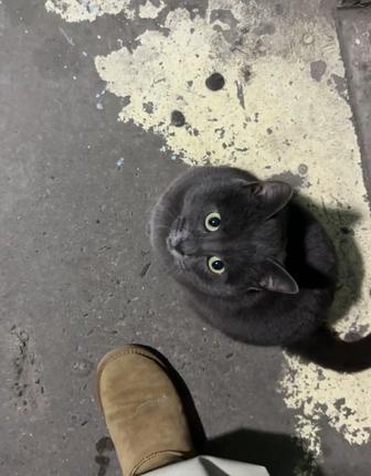 Кот в добрые руки