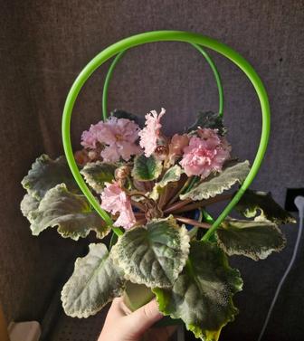 Фиалки, комнатные растения