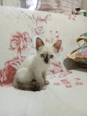 Отдам котят в хорошие руки