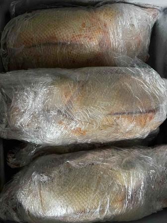 Гуси домашние