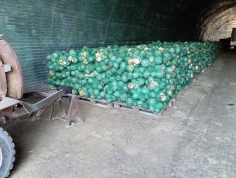 Капуста белокочанная