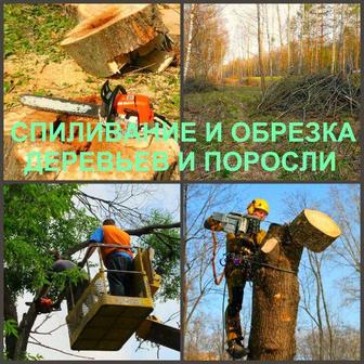 Спил дерева