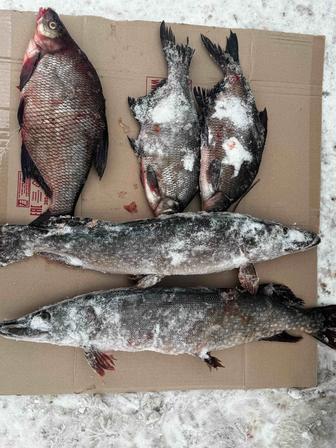 Продам свежую тургайскую рыбу 
 г. Костанай