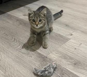 Кошки
