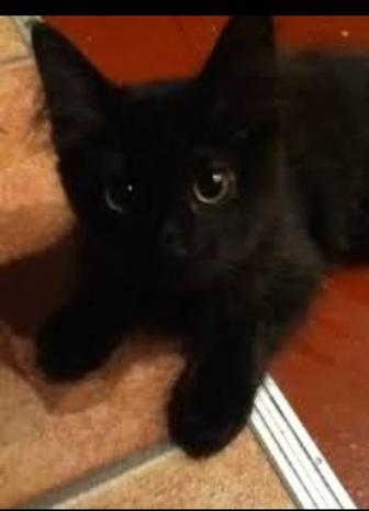 отдам в добрые руки котенка мальчика 2 мес