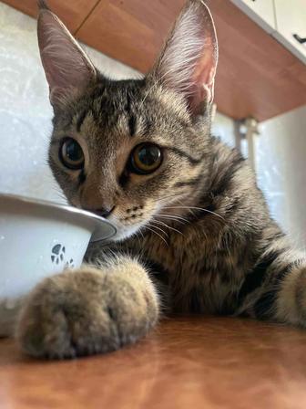 Отдам котика в добрые руки