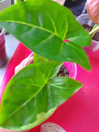 Продам черенки сингониумов дешево