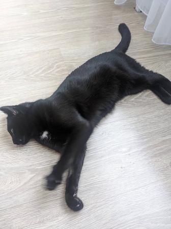 Кот ищет дом (кастрирован, когти подстриженные, черный с белым пятном)
