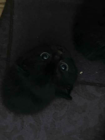 котята вислоухие