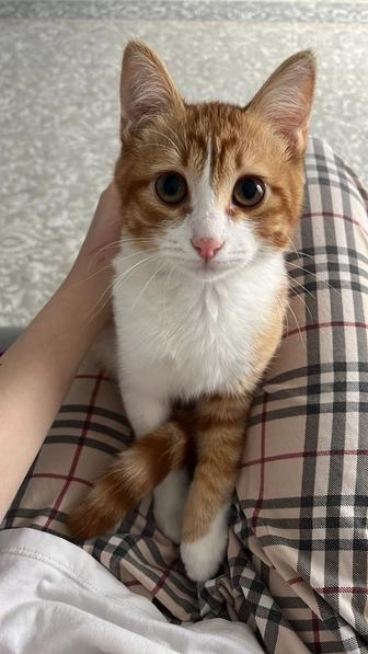 Отдам кота в добрые руки