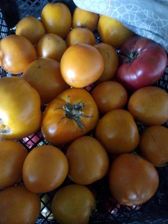Продам помидоры терн картошку .