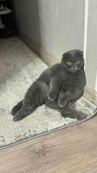 Отдам в хорошие ответственные руки Кошку