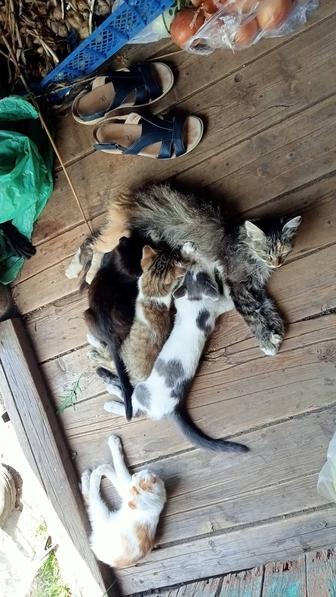 Котят отдадим в хорошие руки