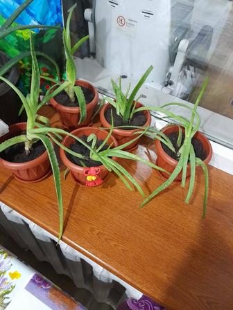 Продам алоэ