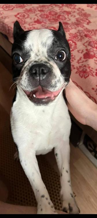 Продам француженку щенка