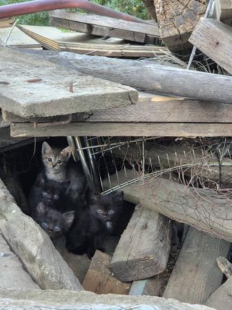 Котята