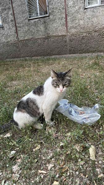 Бездомный котик ищет дом