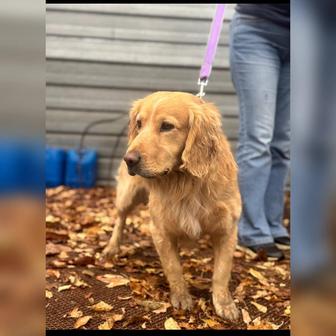 В самые ответственные руки собака