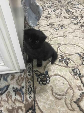 Отдам котят две кошечки и два котика
