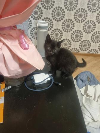 Отдам котенка в добрые руки