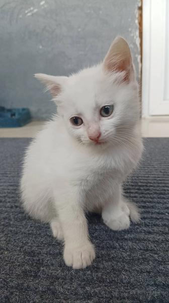 Отдам котят белых в добрые руки