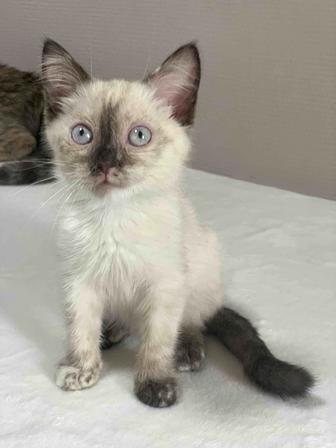 Котенок ищет дом