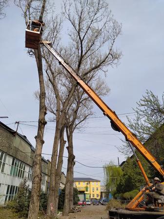 Спил деревьев