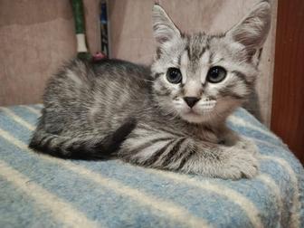 Отдам шотландских котят