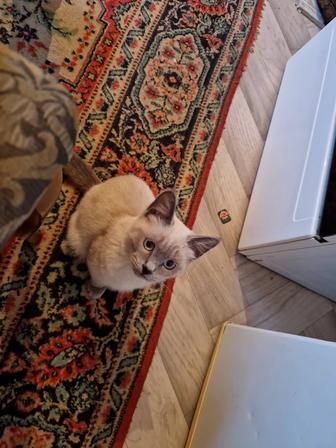 сиамски қыз мысық