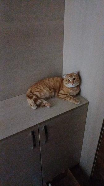 Отдам котенка ответственным кошатникам