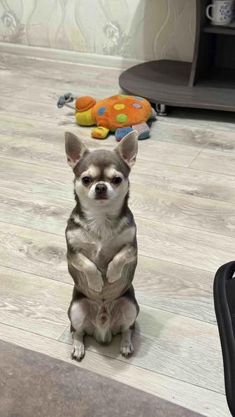 Ищем девочку для вязки