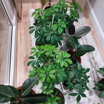 Комнатные цветы