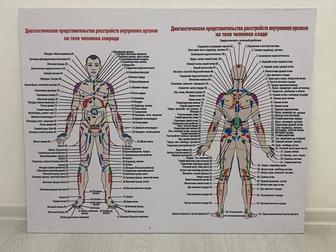 Продам стенды по анатомии человека