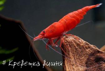 Креветка вишня в аквариумном салоне Нептун