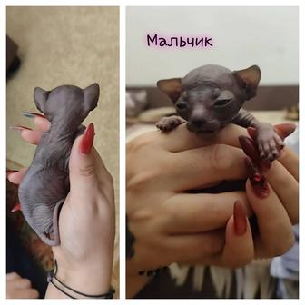 Готовы к брони котята породы донской сфинкс