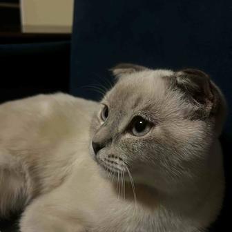 Продам кота вислоухого