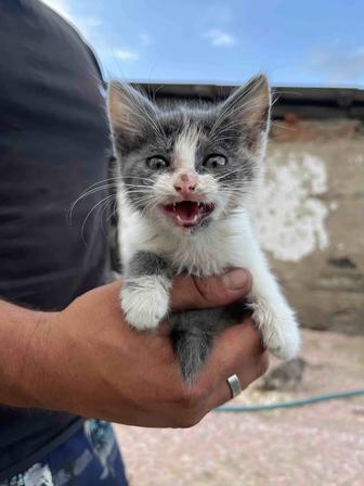 Отдам котят в добрые руки