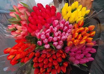 Голландские тюльпаны